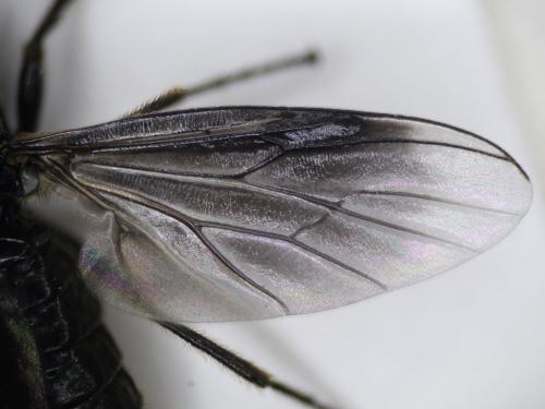Dilophus febrilis